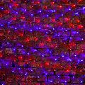 NEON-NIGHT 215-023 Гирлянда светодиодная Сеть 2х1,5м 288 LED КРАСНЫЙ/СИНИЙ черный ПВХ IP65 свечение с динамикой 230В контроллер в комплекте NEON-NIGHT NEON-NIGHT 215-023 Гирлянда светодиодная Сеть 2х1,5м 288 LED КРАСНЫЙ/СИНИЙ черный ПВХ IP65 свечение с динамикой 230В контроллер в комплекте NEON-NIGHT