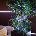 NEON-NIGHT 303-625 Гирлянда Кластер LED 3 м, темно-зеленый ПВХ IP20, 288 диодов, цвет белый
