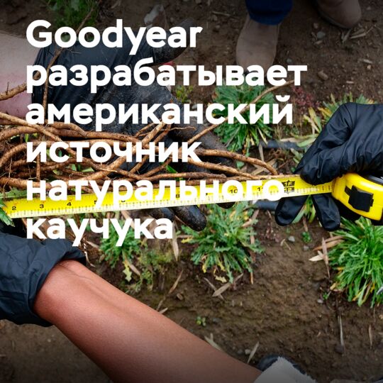 Goodyear сотрудничает в разработке источника натурального каучука в США