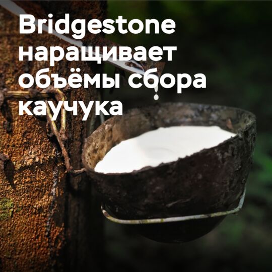 Bridgestone инвестирует в увеличение объемов сбора каучука