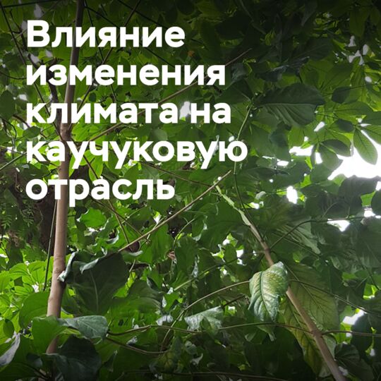 IRSG расширяет исследования о том, как изменение климата влияет на каучуковую отрасль