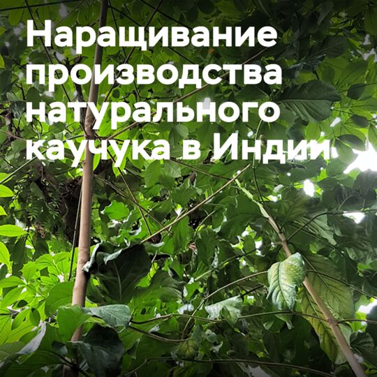 Индийские производители шин будут инвестировать в увеличение местного производства каучука