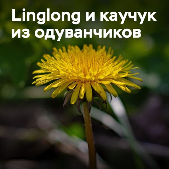 Linglong добивается успехов в производстве каучука из одуванчиков