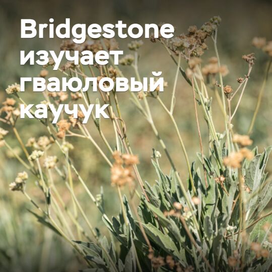 Bridgestone изучает гваюловый каучук