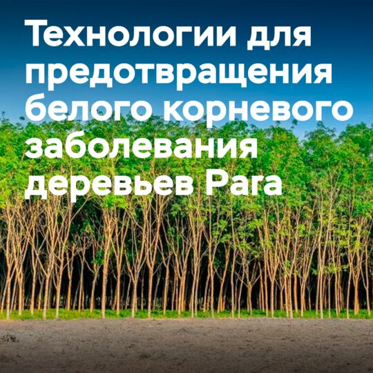 Bridgestone сотрудничает с компанией для предотвращения заболевания каучуковых деревьев