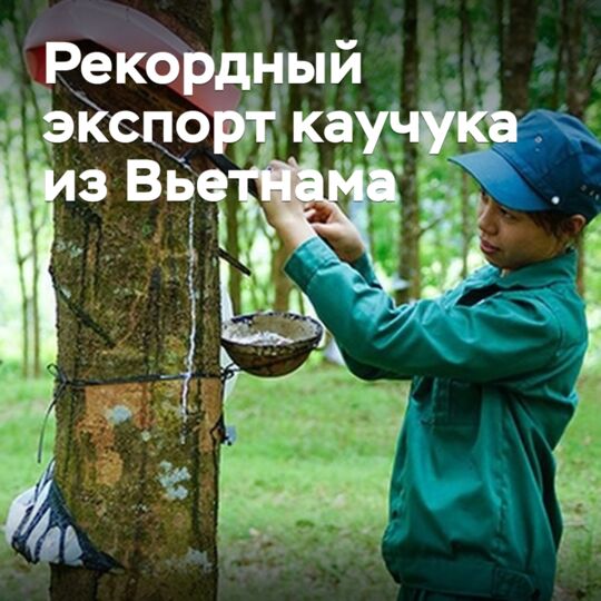 Vietnam set a record for rubber exports