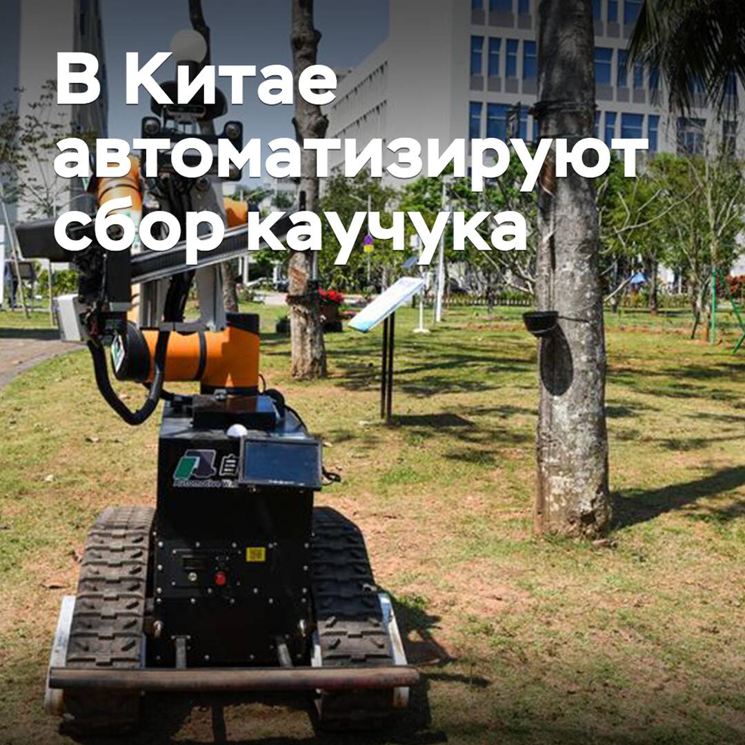 In China, they are automating the collection of natural rubber